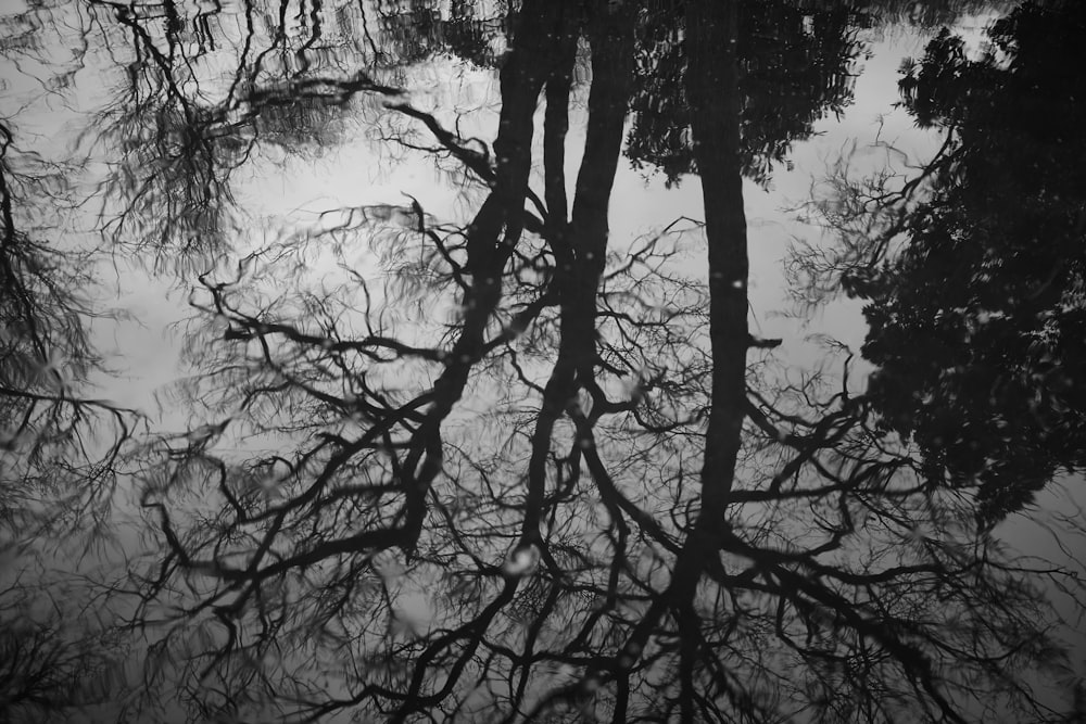 the reflection of trees in a puddle of water