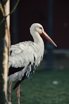A large white stork with a long orange beak stands gracefully on slender legs. Its feathers appear soft and ruffled, framed by a blurry background of greenery and a dark structure.