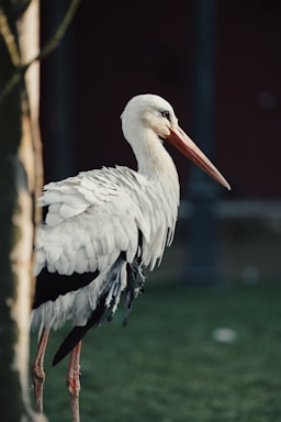 A large white stork with a long orange beak stands gracefully on slender legs. Its feathers appear soft and ruffled, framed by a blurry background of greenery and a dark structure.
