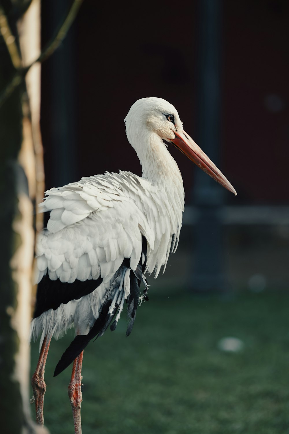 a white and black bird standing next to a tree