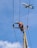 A worker in a safety helmet and orange vest is climbing a utility pole, adjusting cables or equipment. An airplane is flying in the clear blue sky above, close to the utility lines.