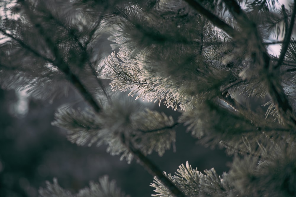 a close up of a pine tree branch