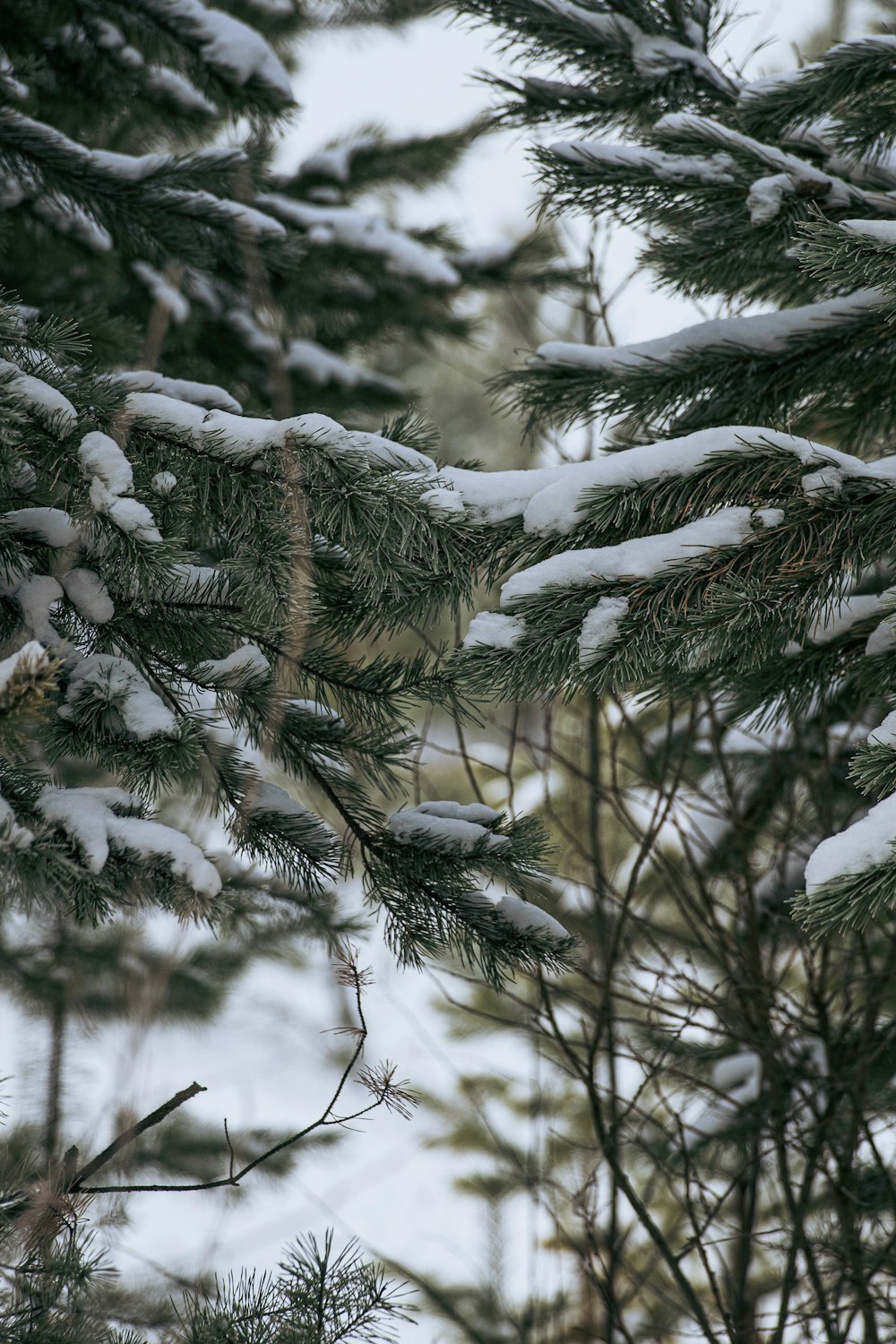 a bird perched on a branch of a tree covered in snow