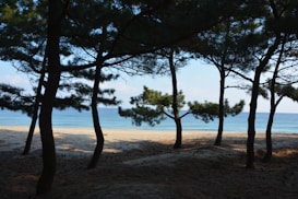 A tranquil beach scene with a row of pine trees in the foreground. The sandy beach leads to clear blue water, with a calm ocean meeting the horizon under a clear sky. The sunlight filters through the branches, casting shadows on the ground.