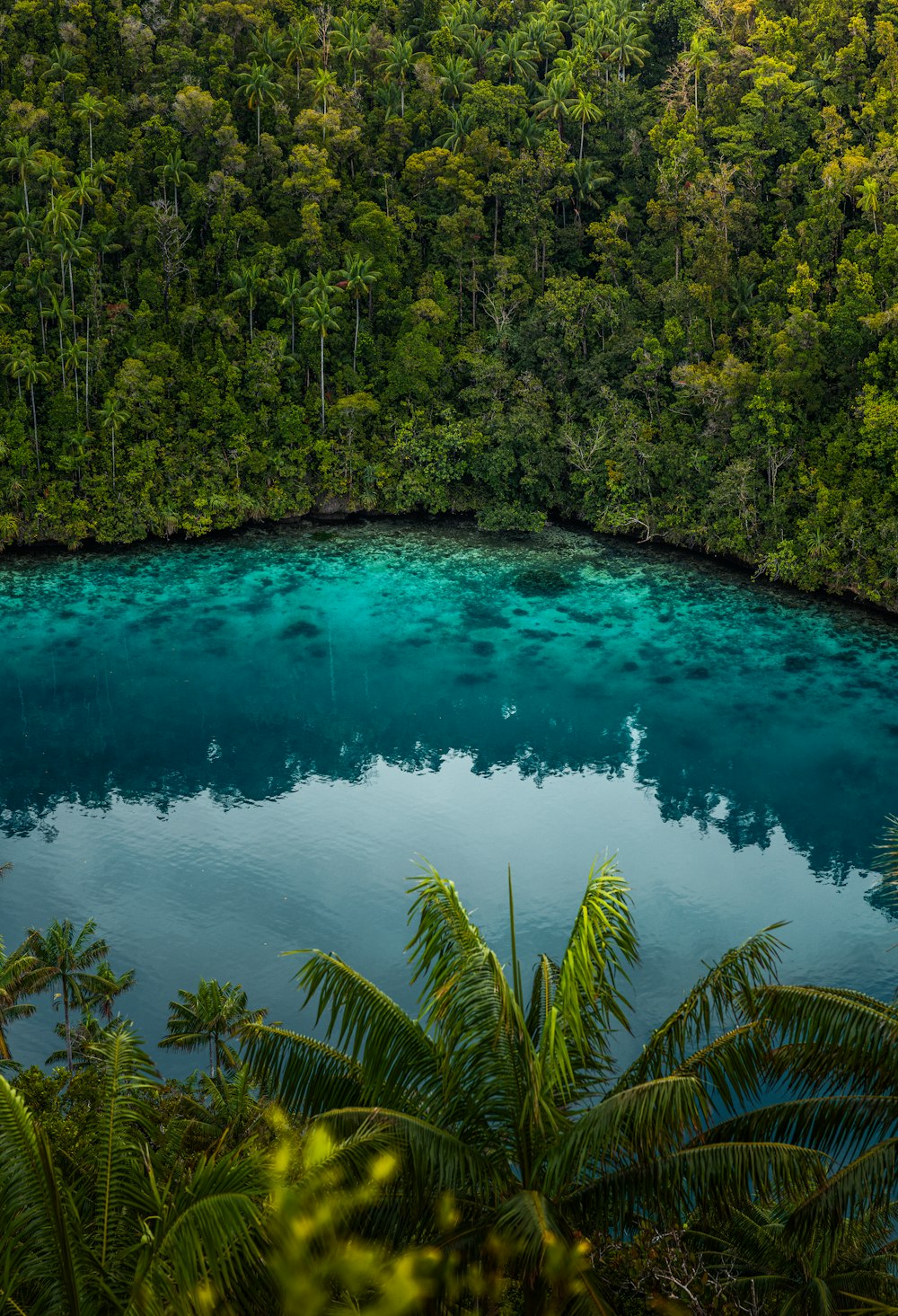 a blue lake surrounded by trees in the middle of a forest