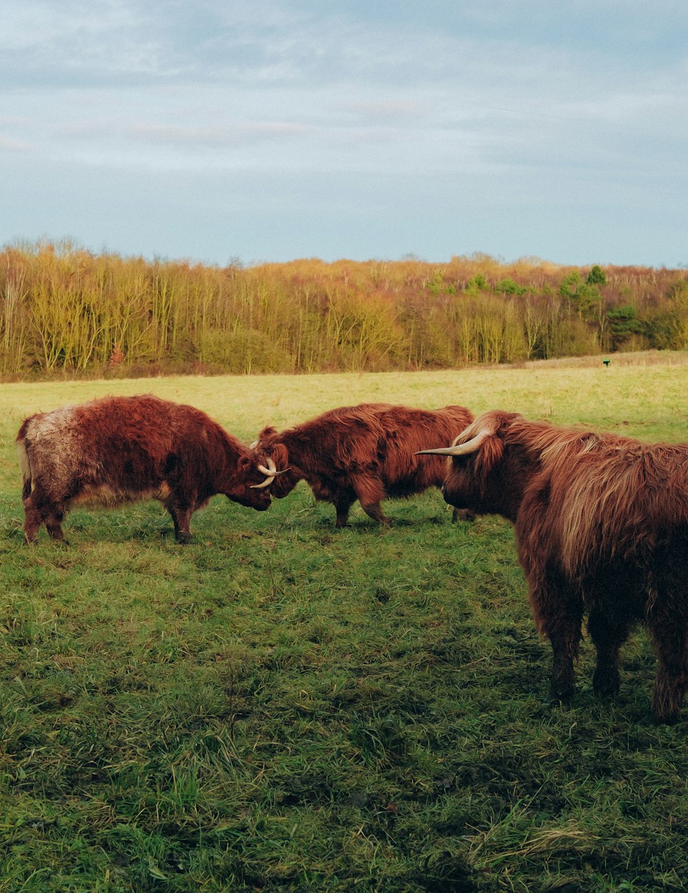 a herd of cattle standing on top of a lush green field