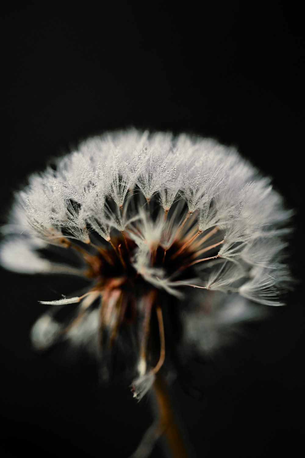 a close up of a dandelion on a black background