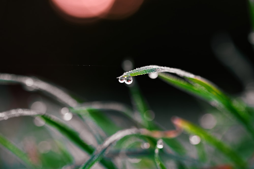 a close up of a plant with water droplets on it