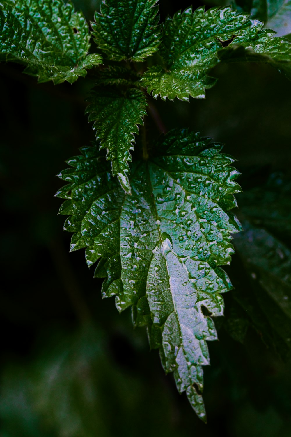 a green leaf with drops of water on it