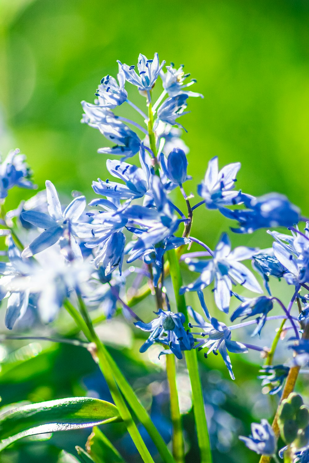 a close up of a blue flower on a green background