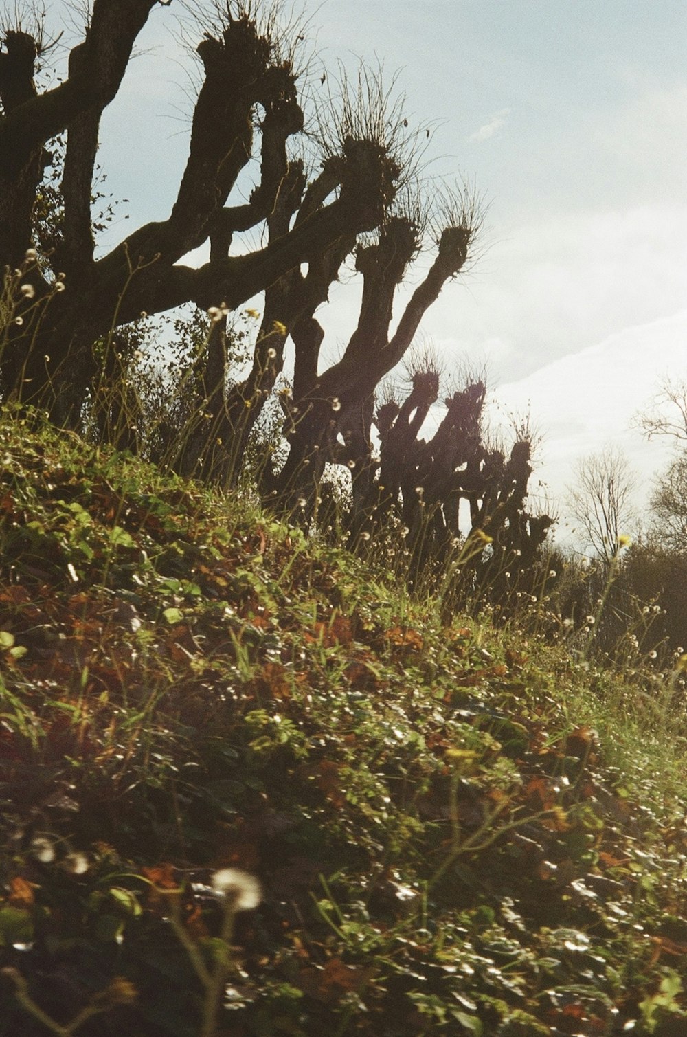 a group of cactus trees sitting on top of a lush green hillside