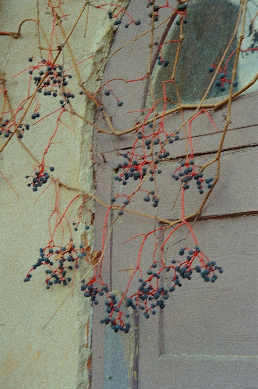 a close up of a door with a bunch of berries on it