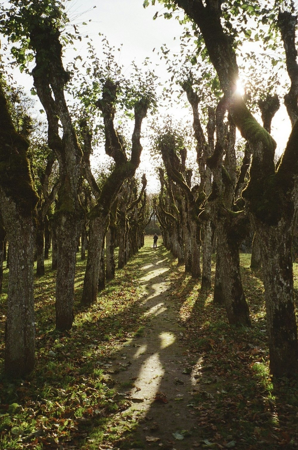 a path through a grove of trees with leaves on the ground