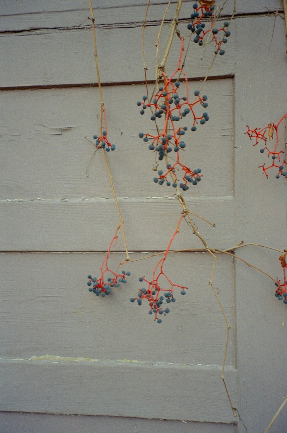 a bunch of berries hanging from a door