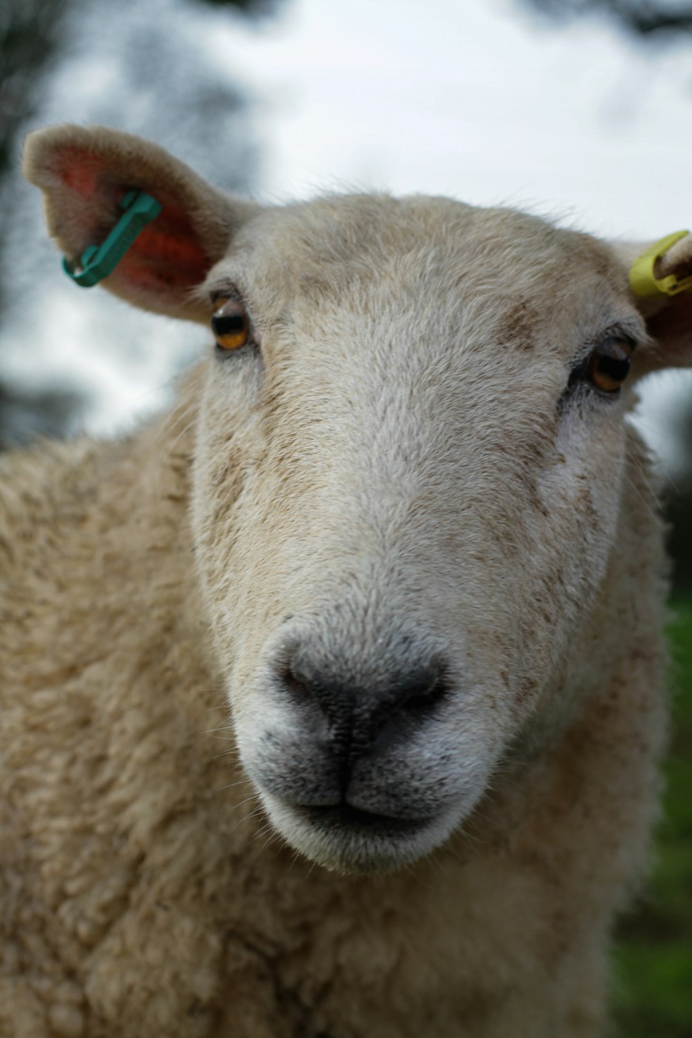 um close up de uma ovelha com uma etiqueta na orelha