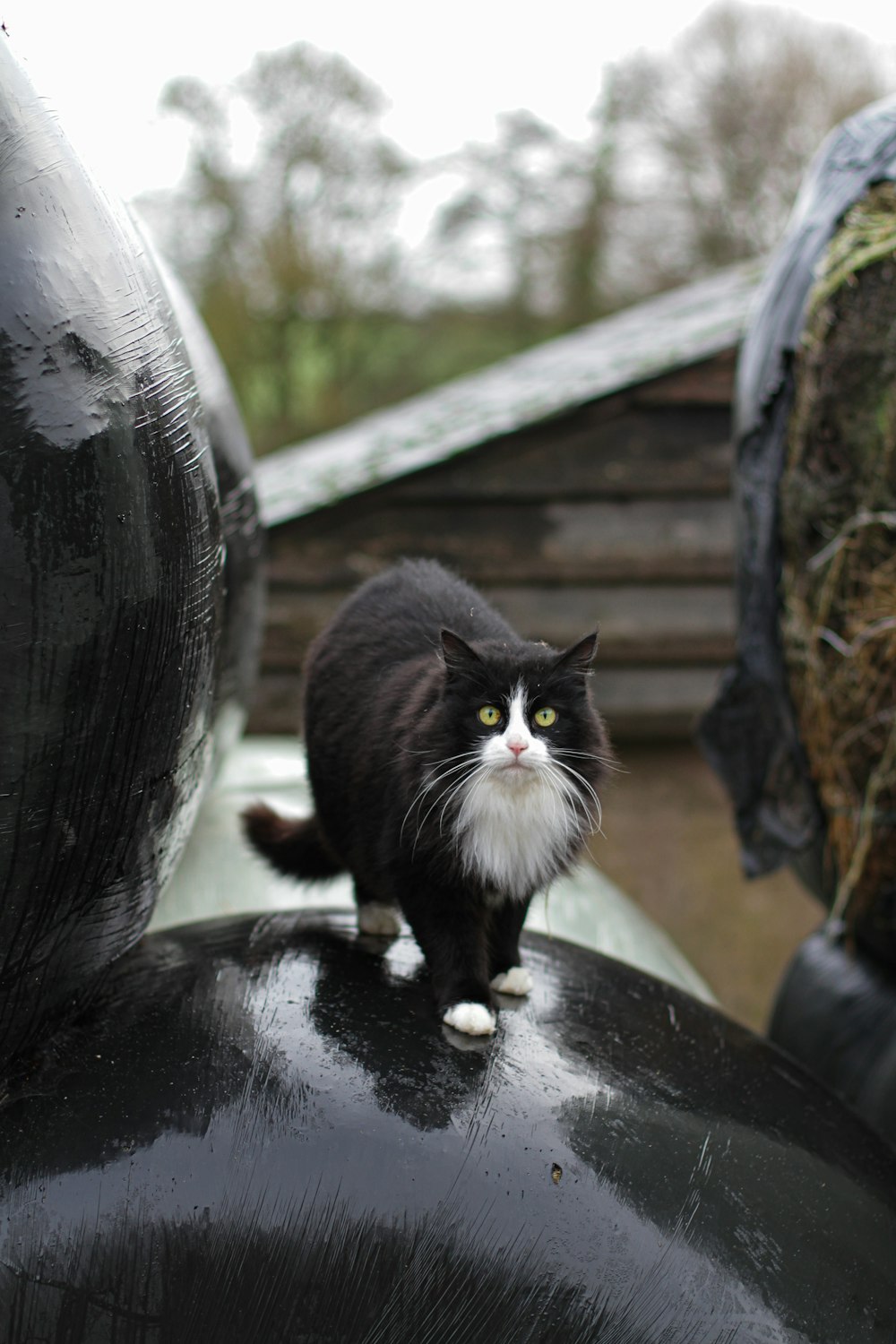 a black and white cat standing on top of a black object