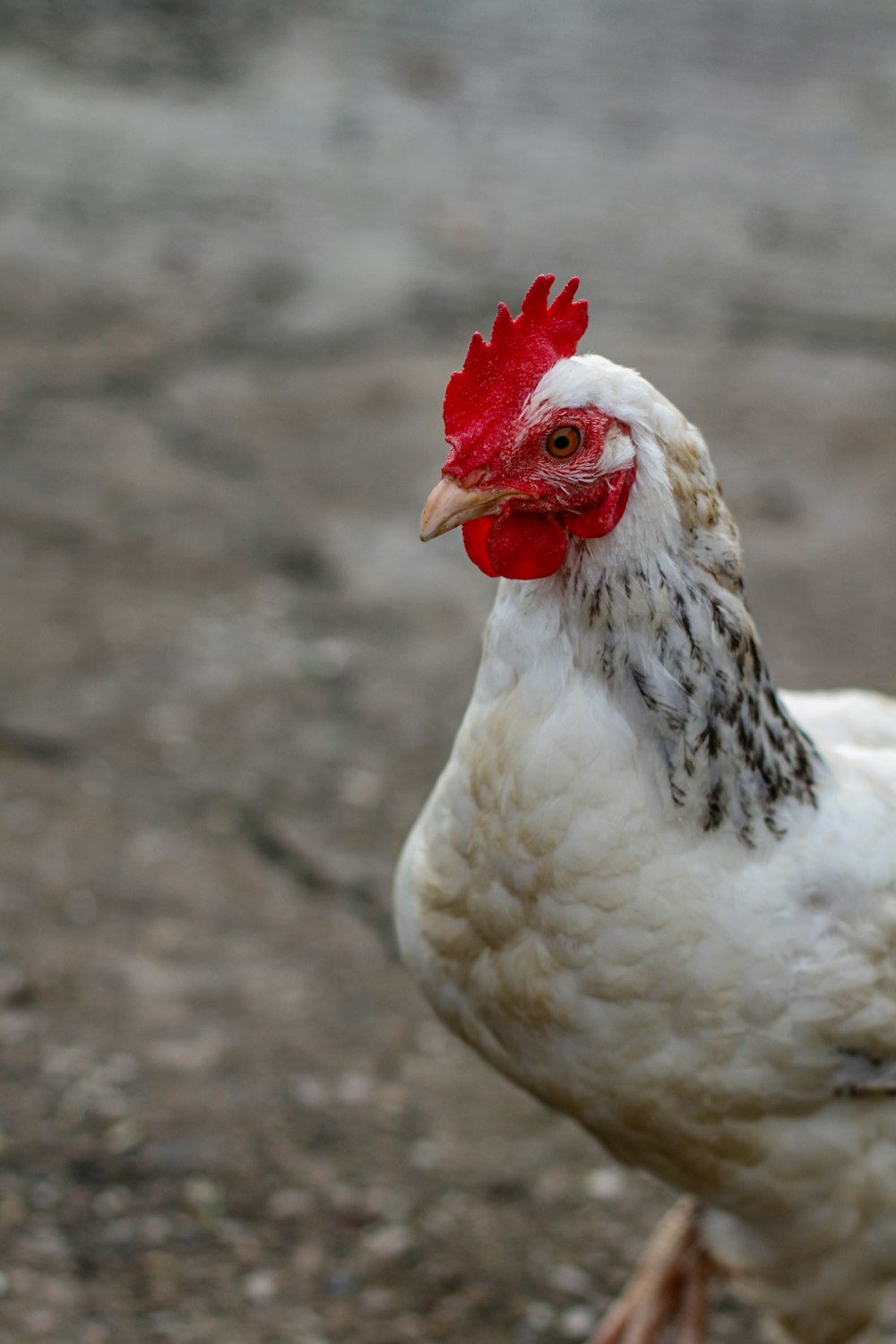 a close up of a chicken on a dirt ground