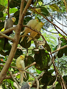 A cheerful cockatiel perched on a lush green branch bathed in warm coral and yellow morning light.