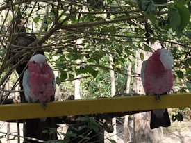 Two pink and grey parrots are perched on a yellow metal bar. They are surrounded by dense greenery, with various leaves and branches visible. The background also shows tree trunks and foliage, giving the impression of a natural, lush environment.