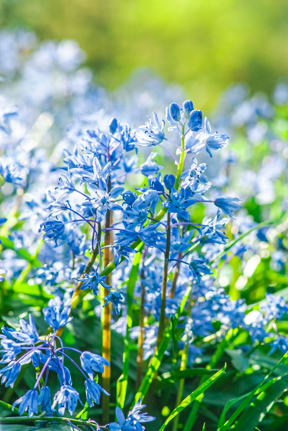 a bunch of blue flowers that are in the grass