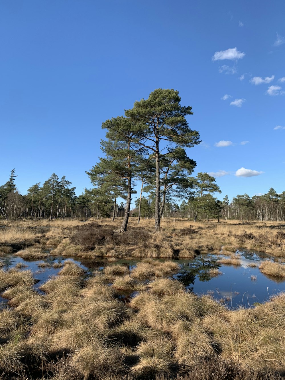 a swampy area with a few trees in the background