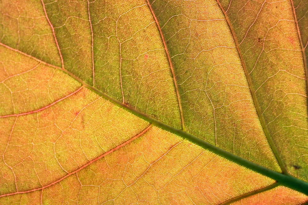 a close up of a green and yellow leaf