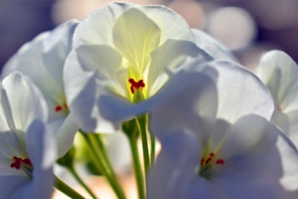 A close-up of delicate white petals softly illuminated by morning light