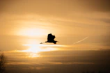 A silhouette of a soaring hawk against a golden sunset sky.