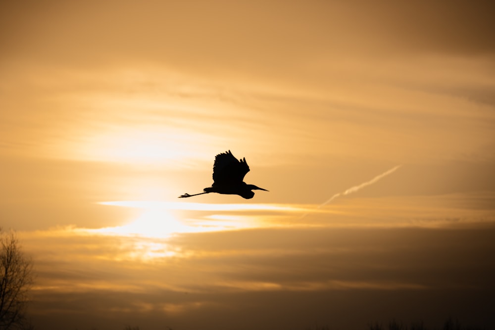 a bird flying in the sky at sunset