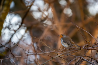 Explorando la Avifauna de México: Relatos de Observación