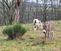 A grassy field with sparse trees and two donkeys. The foreground donkey has a grayish-brown coat and stands facing the camera, while another donkey in the background has a lighter coat with dark spots, grazing with its head down. Trees with bare branches and a tree stump add a rustic feel.