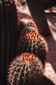 a group of cactus plants in a garden