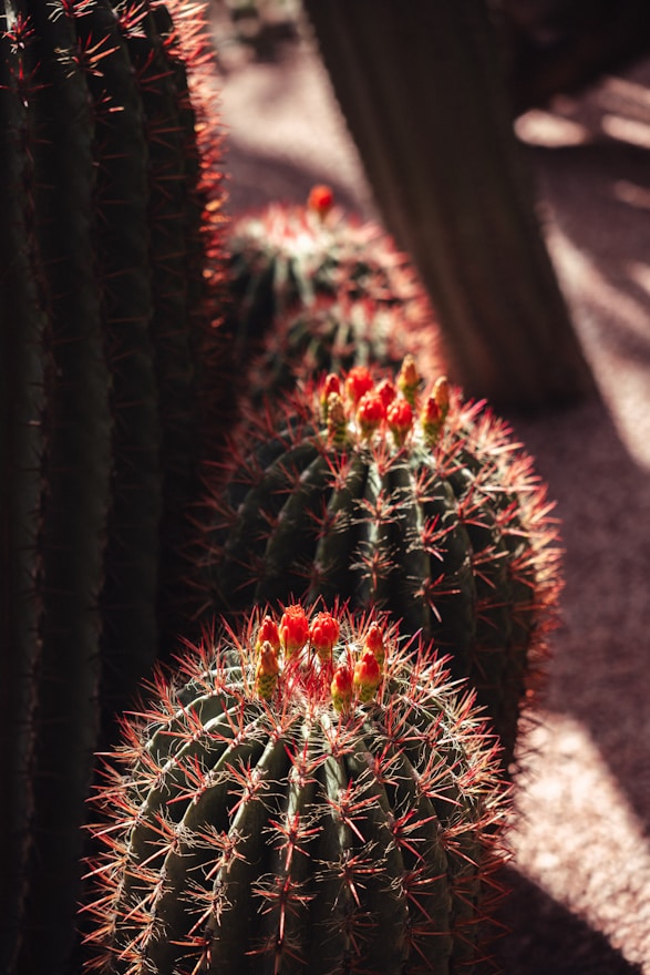 a group of cactus plants in a garden
