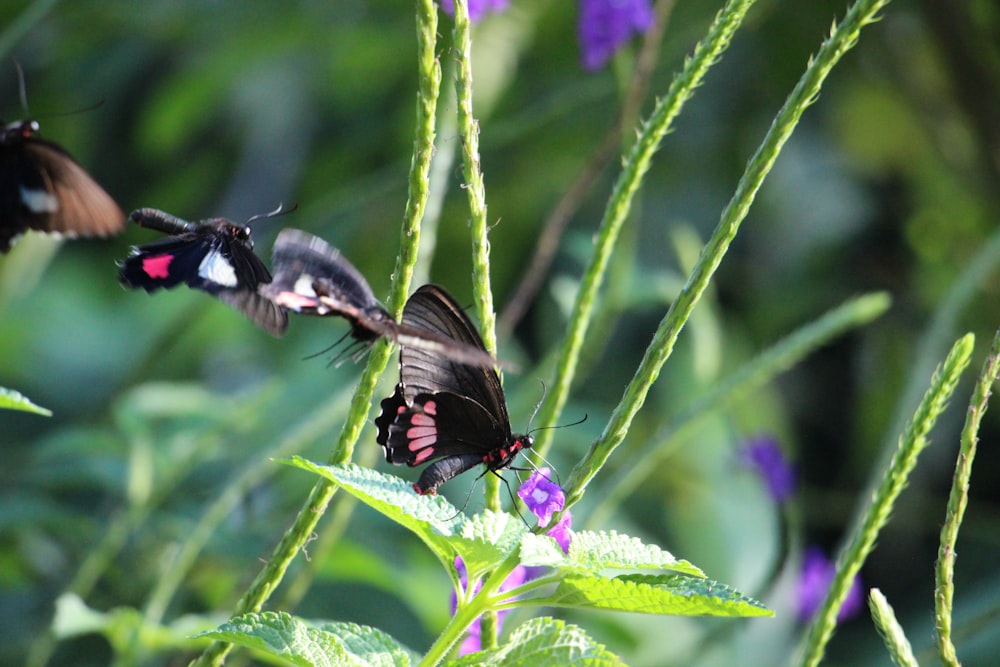 un couple de papillons qui sont sur une plante