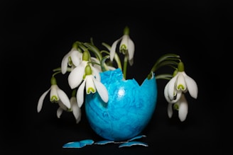 Several white snowdrop flowers with green tips emerge from a cracked blue eggshell against a black background. The petals gently droop downward, and the scene presents a delicate contrast between the soft flowers and the vivid blue shell.