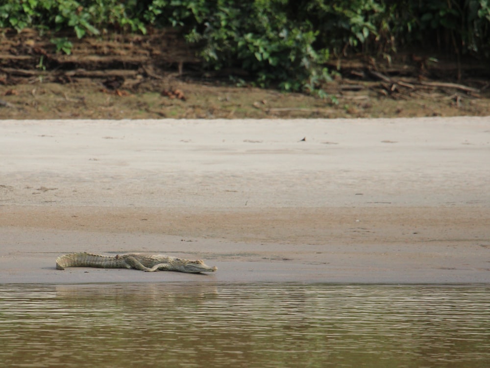 a crocodile laying on the sand of a river