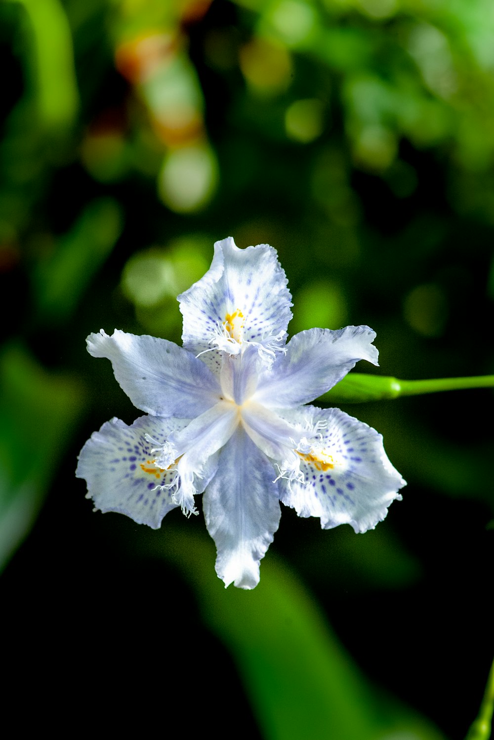 a white and blue flower sitting on top of a lush green field