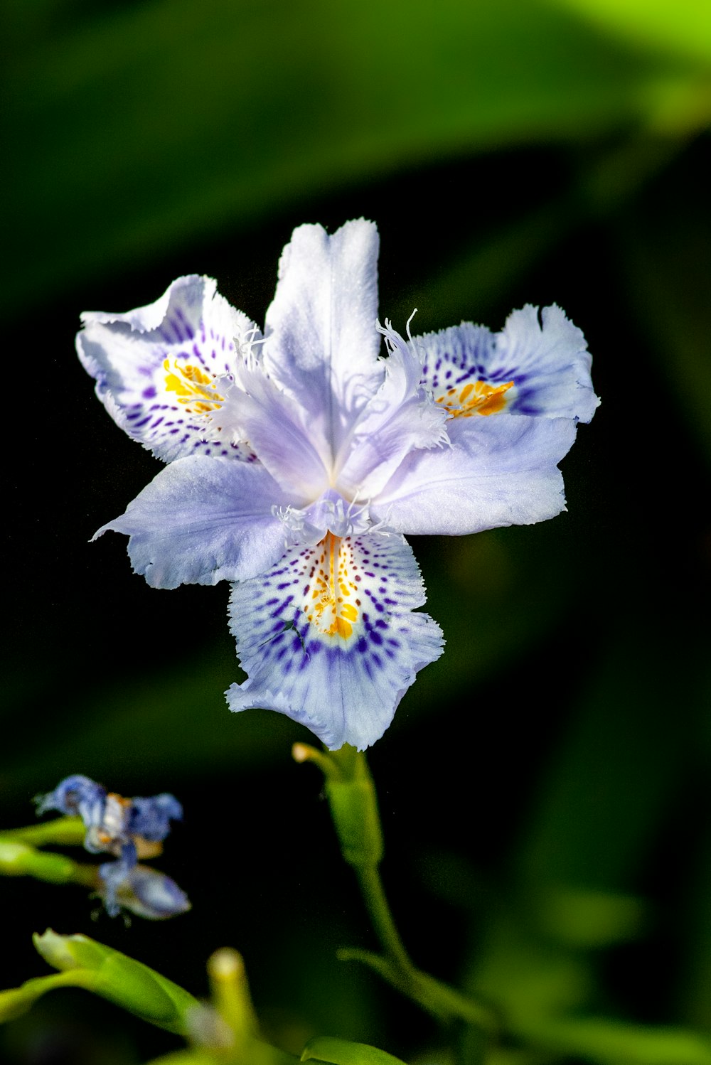 a close up of a flower on a plant