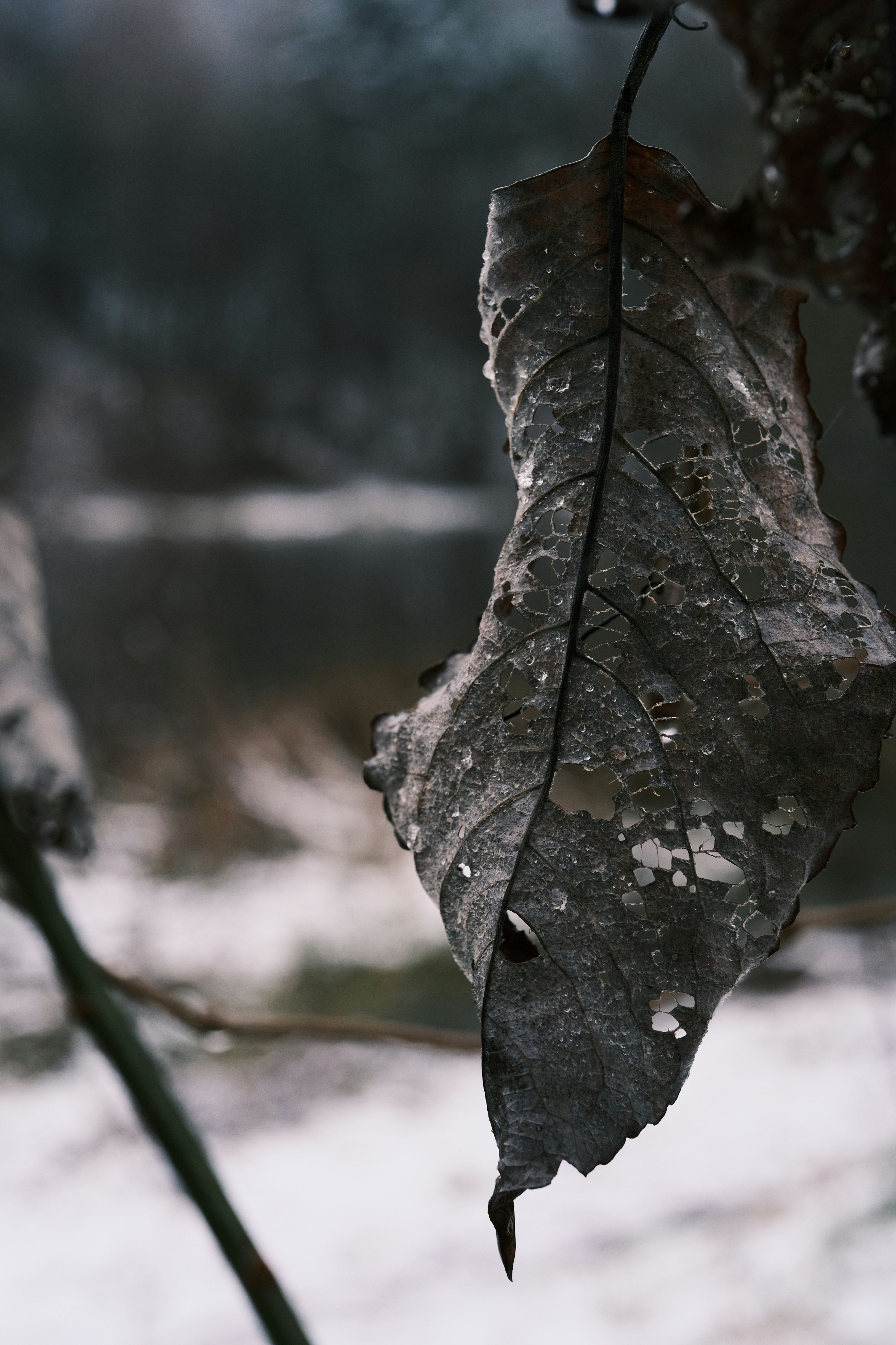 צדה האחר של הצעקה / קלאודיה איד
