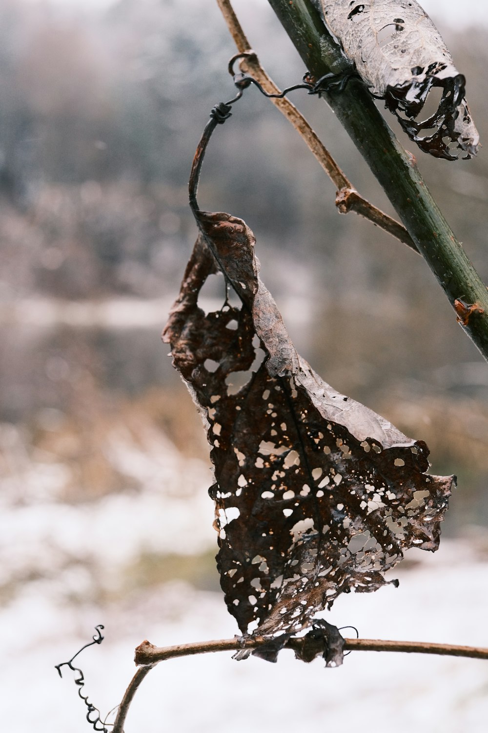 a tree branch with a bunch of leaves on it