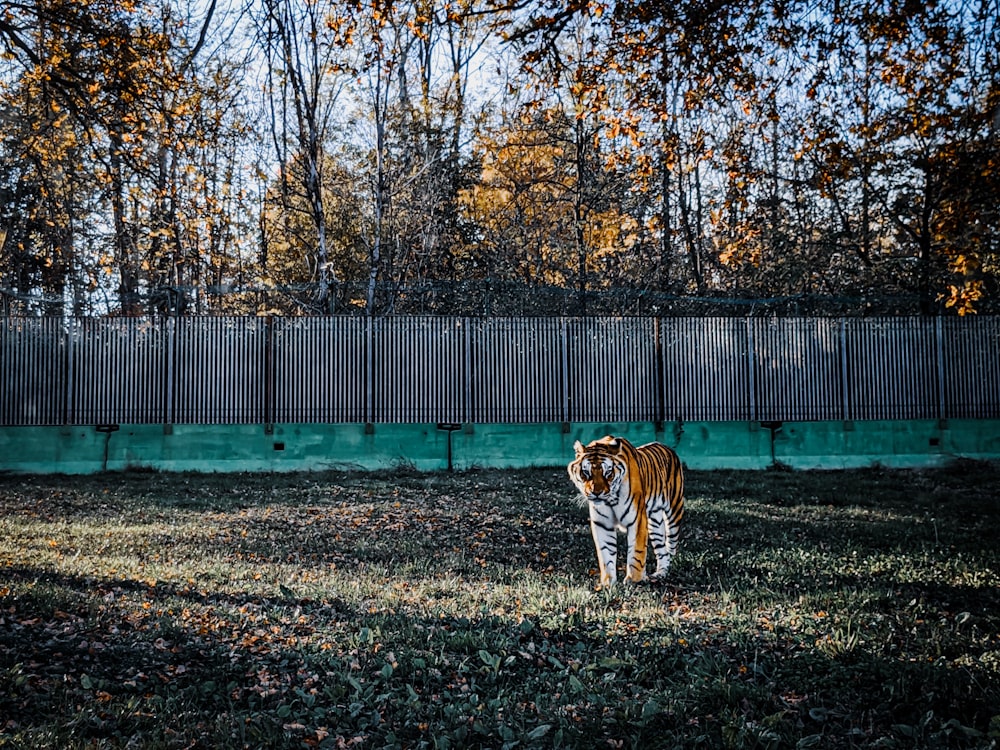 a tiger walking across a grass covered field