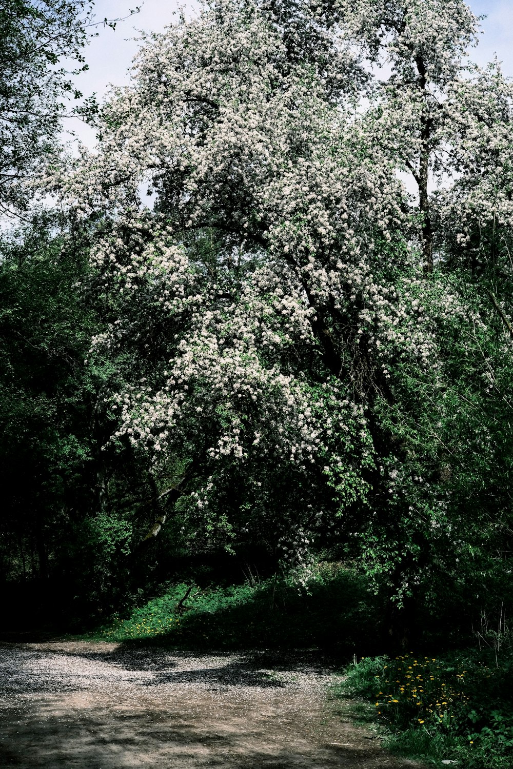 a large white tree in the middle of a forest