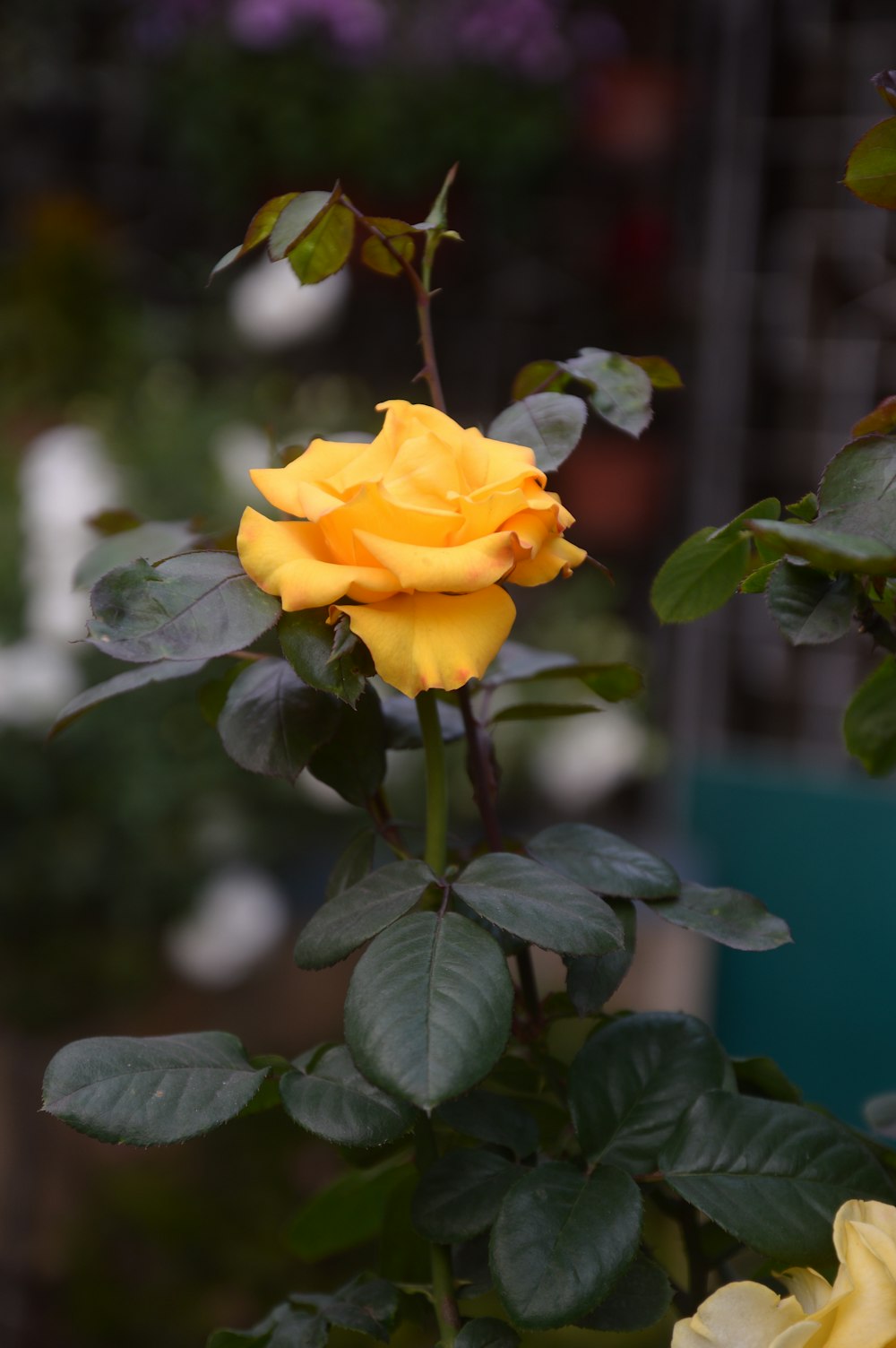 a yellow rose is blooming in a garden