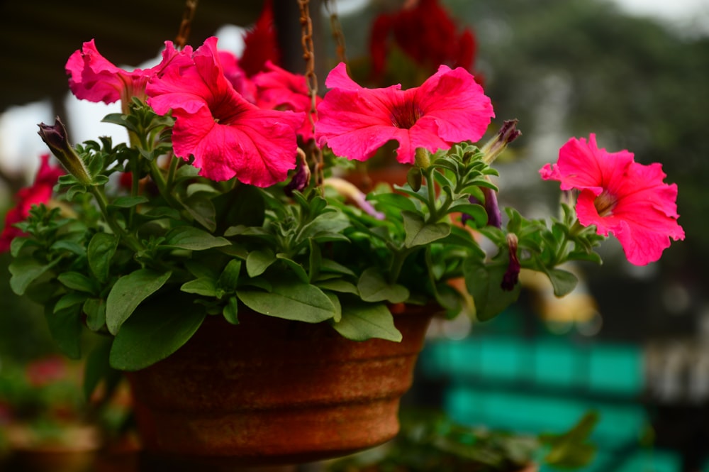 a close up of a potted plant with pink flowers