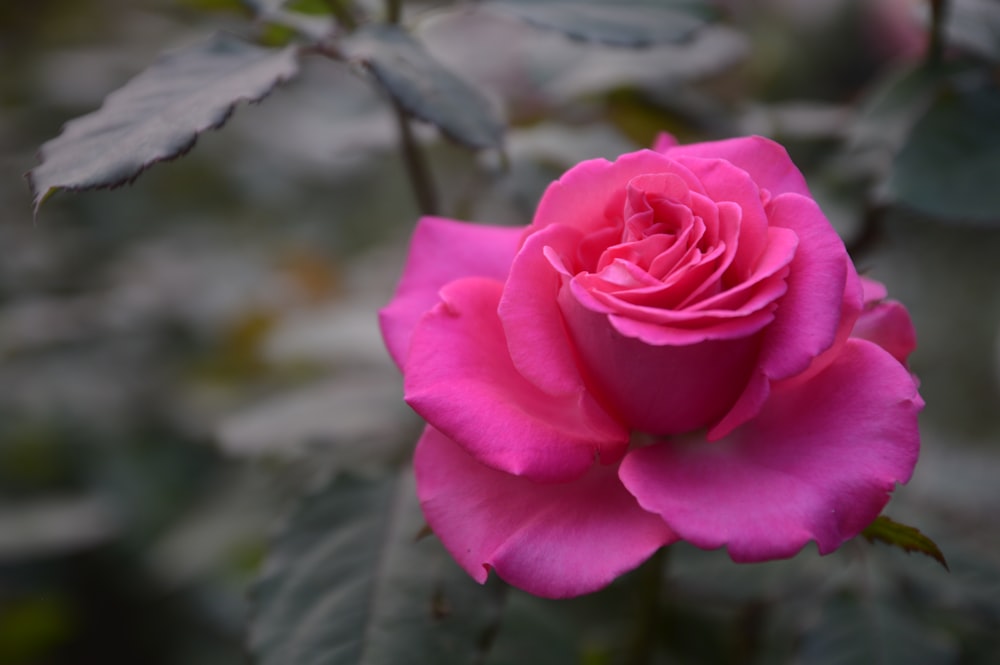 a pink rose is blooming in a garden