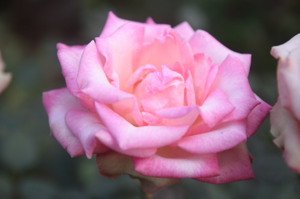 a close up of a pink rose with a blurry background