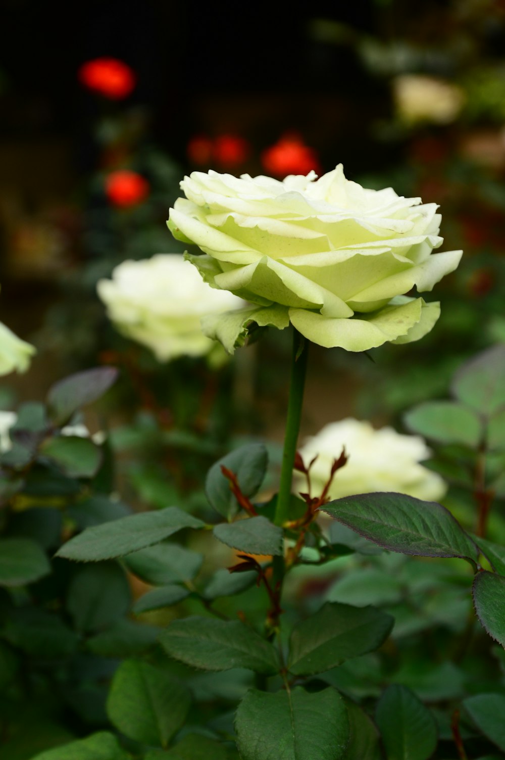 a white rose is blooming in a garden
