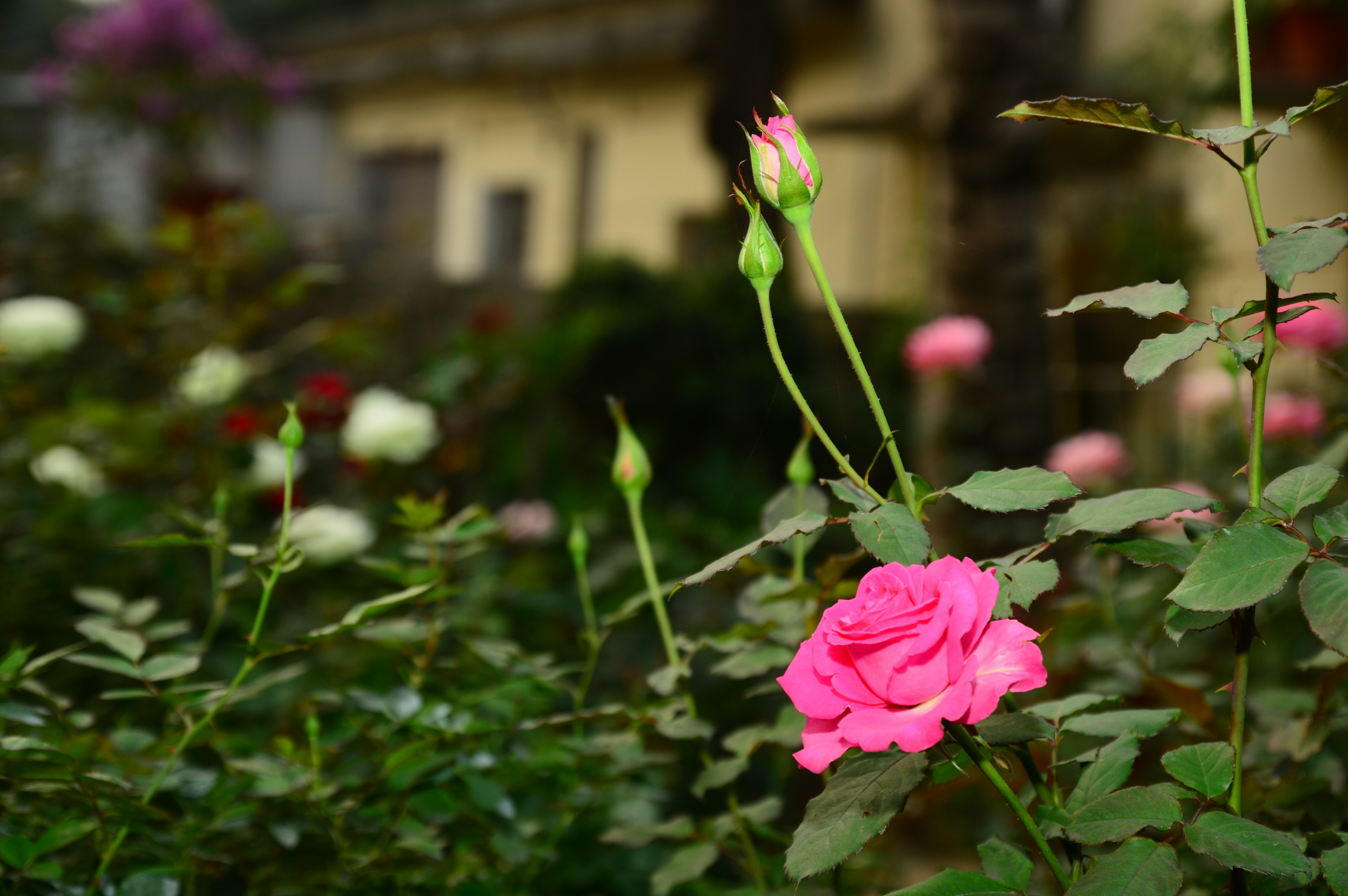 a close up of a pink rose in a garden