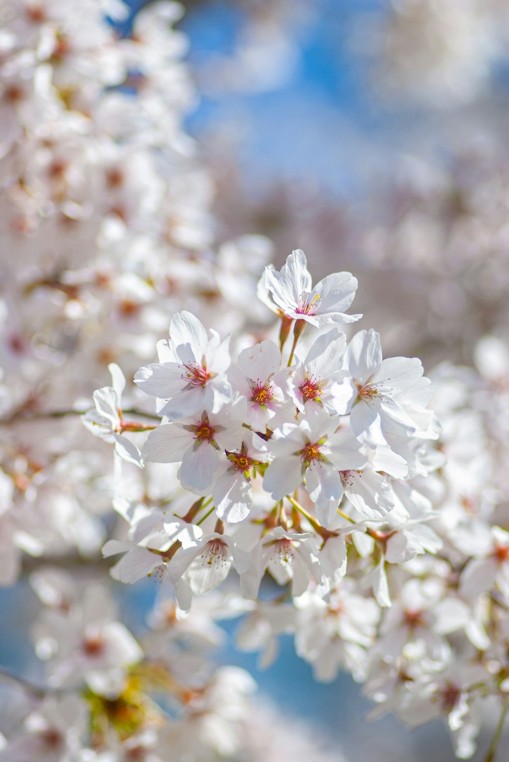 a bunch of white flowers that are on a tree