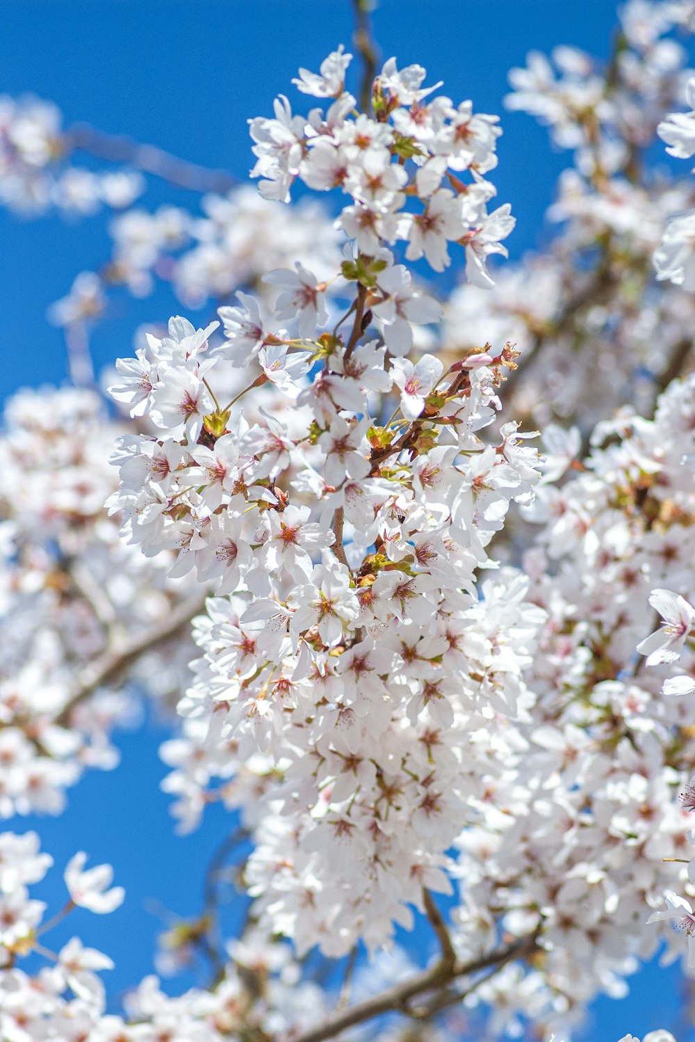 gros plan d’un arbre à fleurs blanches